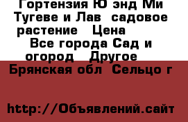 Гортензия Ю энд Ми Тугеве и Лав, садовое растение › Цена ­ 550 - Все города Сад и огород » Другое   . Брянская обл.,Сельцо г.